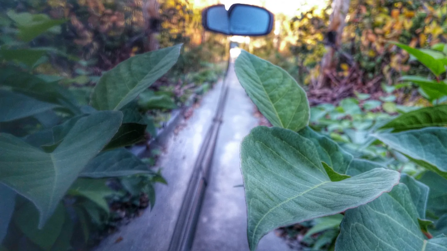 Leaves