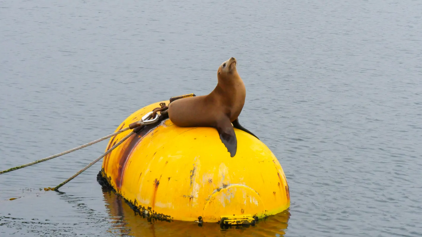 Good Buoy
