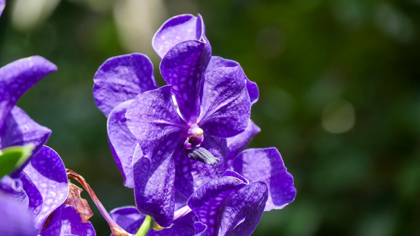 Purple Flower