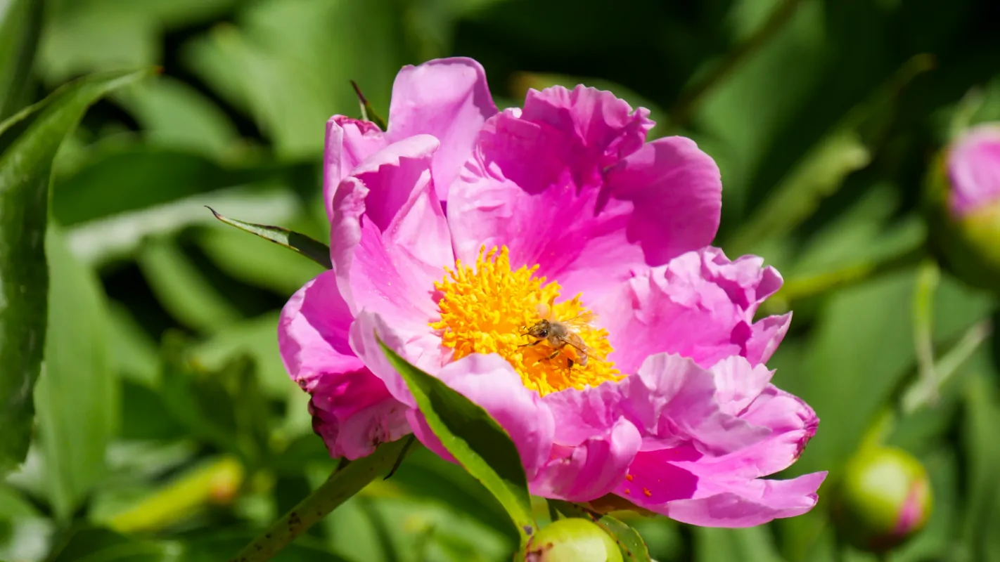 Pink Flower