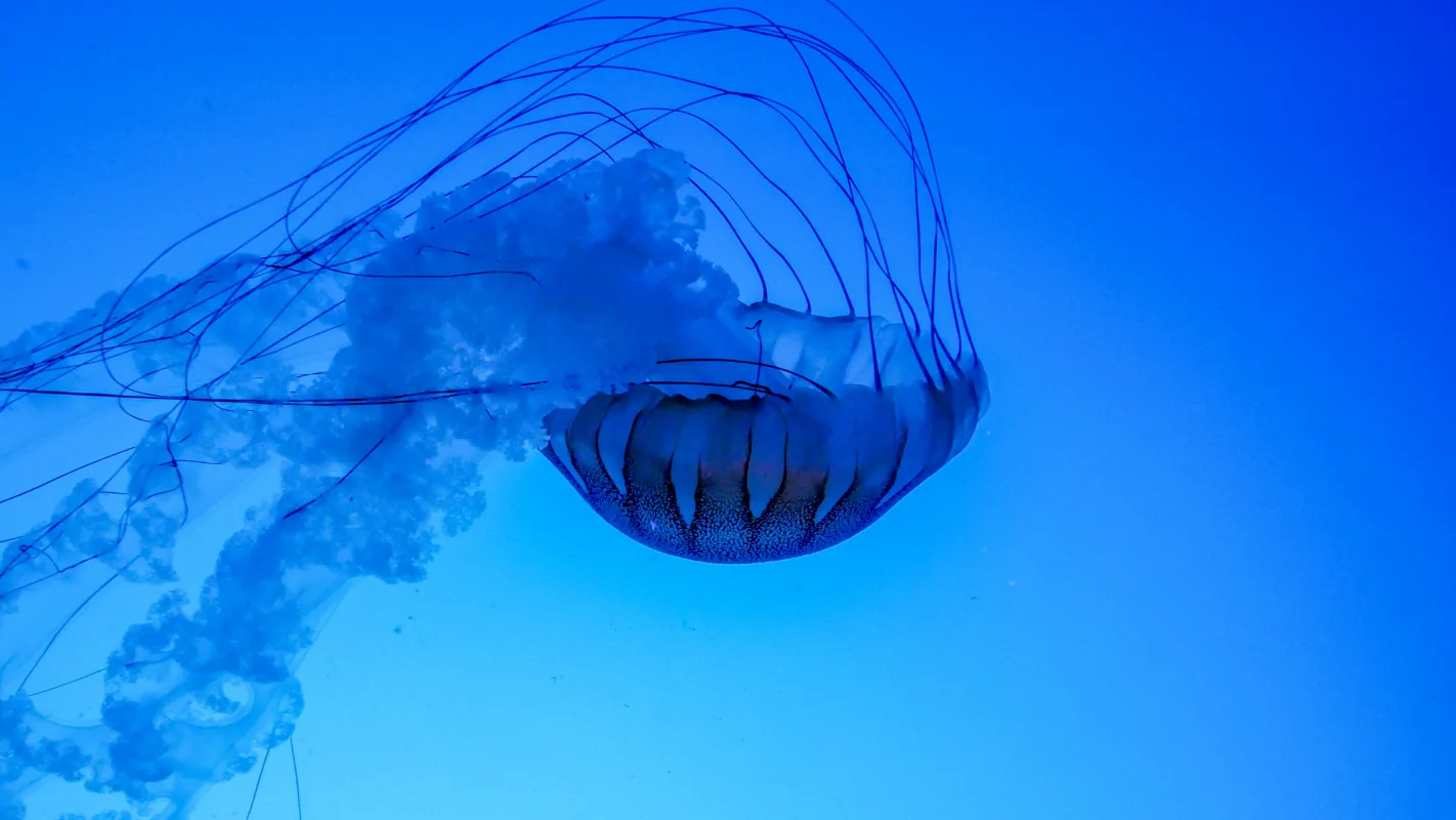 Jelly
