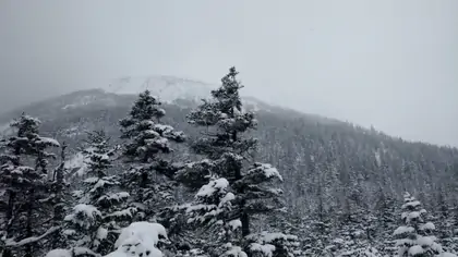 Powdered Sugar