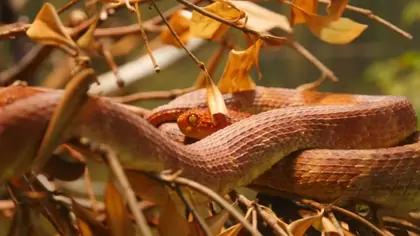 Snake