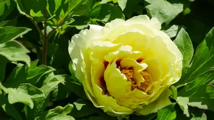 Yellow Flower